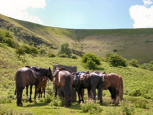 The horses taking a break