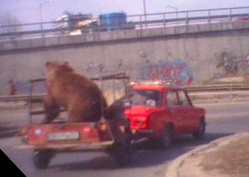 Picture of a bear on a trailer