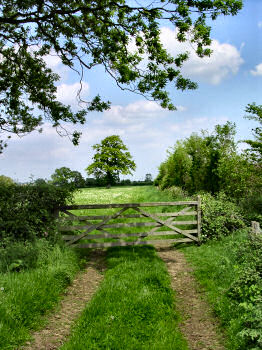 Picture of a gate on a path under trees