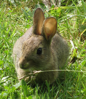 Picture of a rabbit sitting in the grass