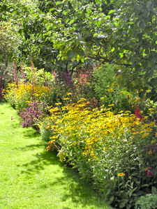 Picture of colourful flowers