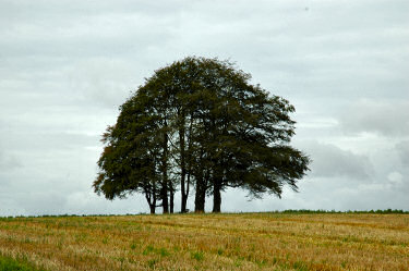 Picture of trees in a field