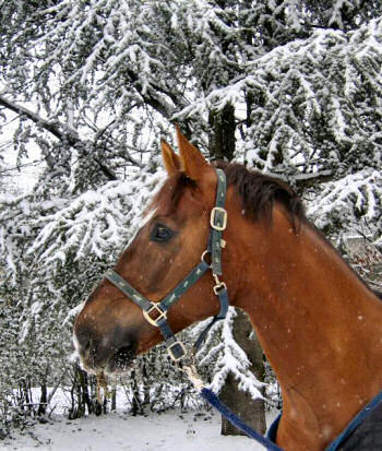 Picture of a horse with a snowed in tree in the background