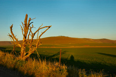 Picture of uplands in the evening sun with a dead tree in the foreground