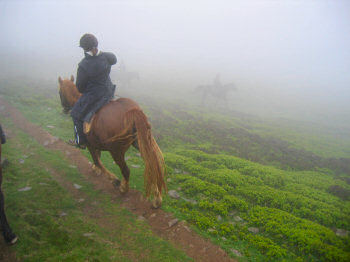Picture of horse riders in the fog