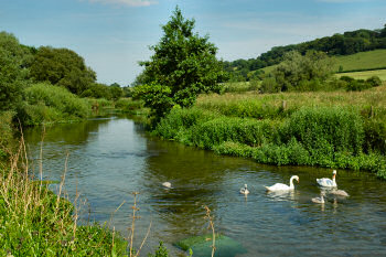 Picture of swans on a river