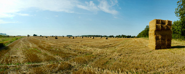 Picture of a field with hay bales
