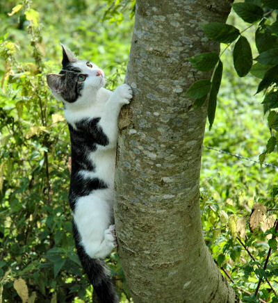 Picture of a young cat climbing up a tree