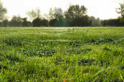 Picture of a meadow with some kind of spiders web stretching over it