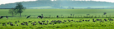 Picture of geese grazing on a field