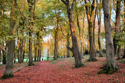 Autumn colours in a wood above Marlborough, late afternoon sun just coming through the trees Picture of autumn colours in a wood