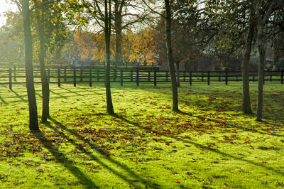 Autumn sunshine near Manton Picture of low autumn sunshine shining through some trees