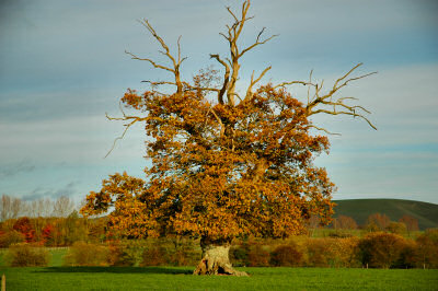 Picture of a tree in autumn colours on a field
