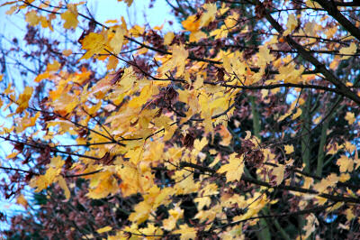 Picture of yellow autumn leaves on a tree