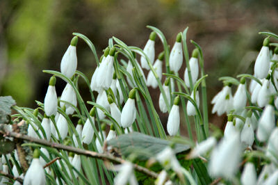 Picture of snowdrops in bloom