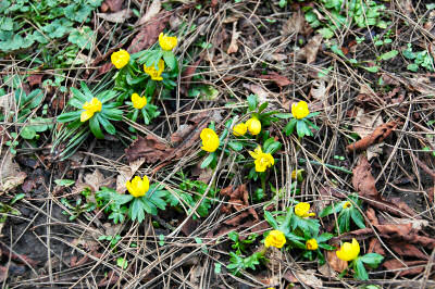 Picture of some small yellow flowers