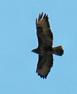 Picture of a buzzard in flight