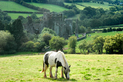 Picture of a horse with the ruins of a priory in the background