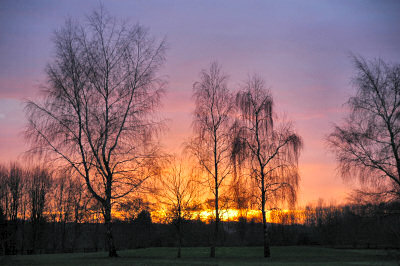 Picture of a colourful sunset behind three trees