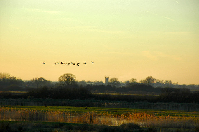 Picture of a flock of geese over a flat landscape with a church tower in the distance