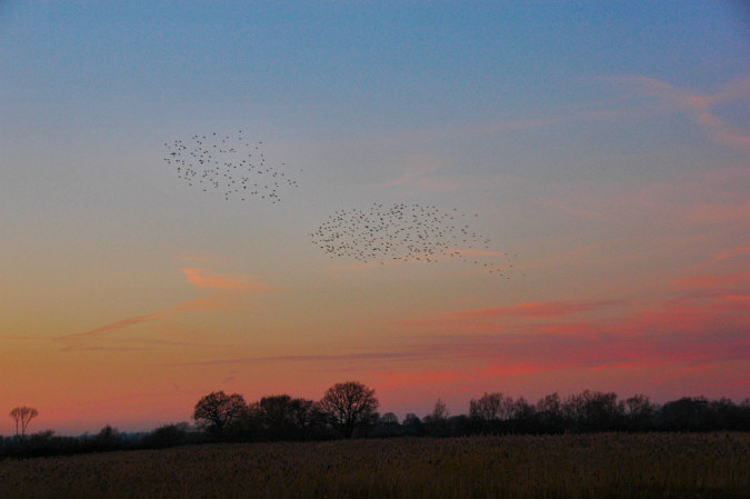 Picture of two flocks of starlings over a flat landscape