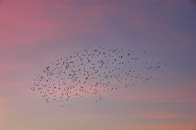 Picture of a flock of starlings in the evening sky