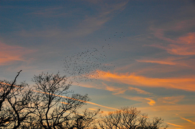 Picture of a group of starlings flying over some bare trees