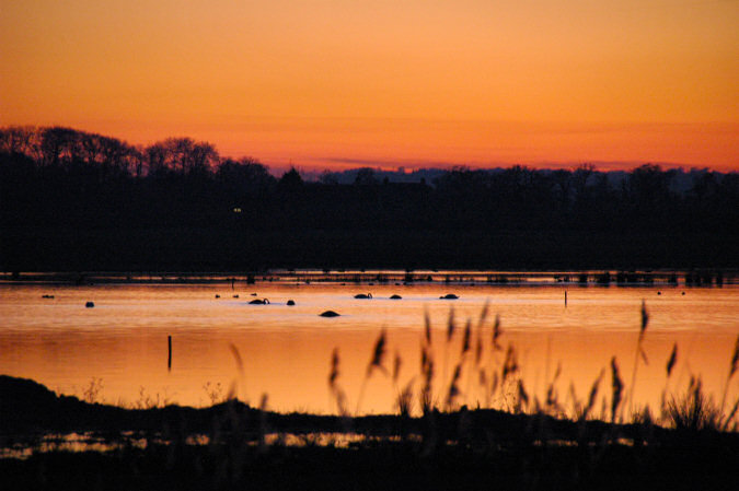 Picture of swans on a lake in the last light