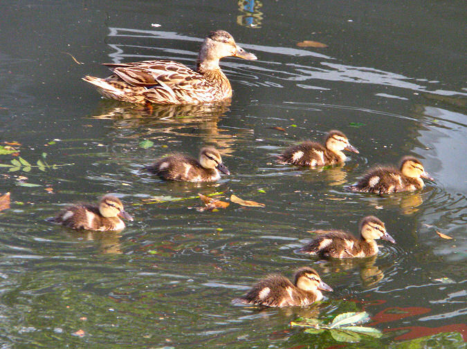 Picture of a duck with 6 ducklings