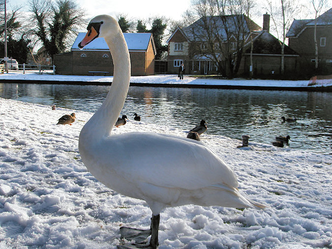 Picture of a swan standing on snow next to a canal