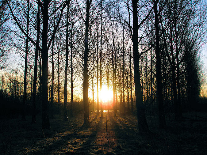 Picture of a sunrise seen through a tree plantation with mature trees