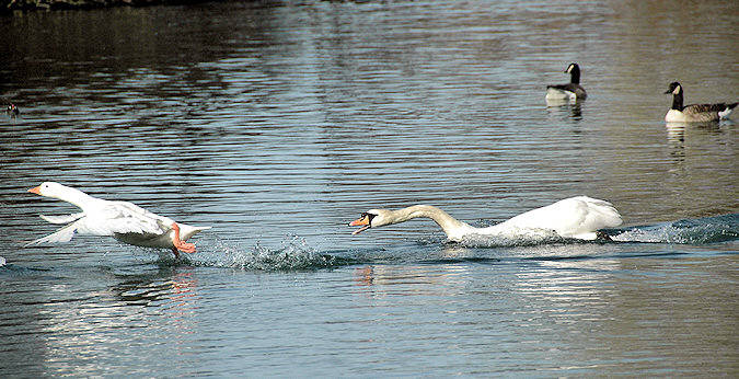 Picture of white goose lifting off after being attacked by a swan