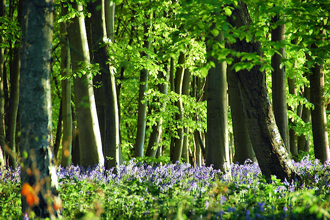 Picture of some trees with their fresh green and bluebells below