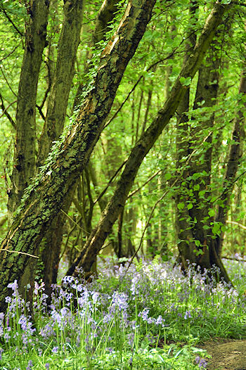 Picture of Bluebells under a variety of trees