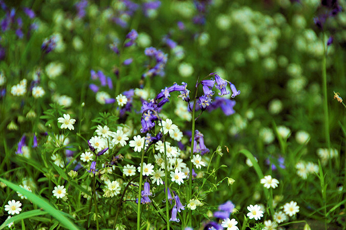 Picture of Bluebells and other flowers