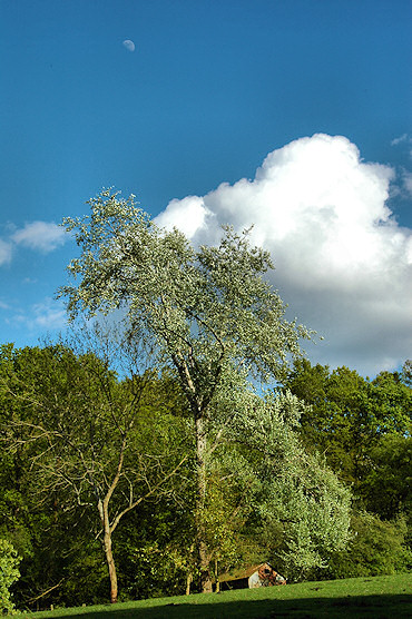 Picture of the moon visible on a blue sky above a tree