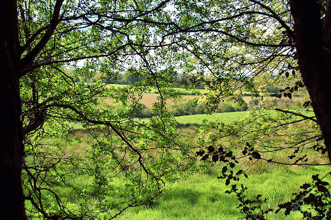 Picture of fields seen through some trees