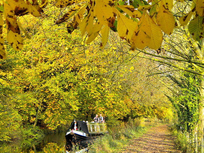Picture of a canal boat travelling under trees in their autumn colours