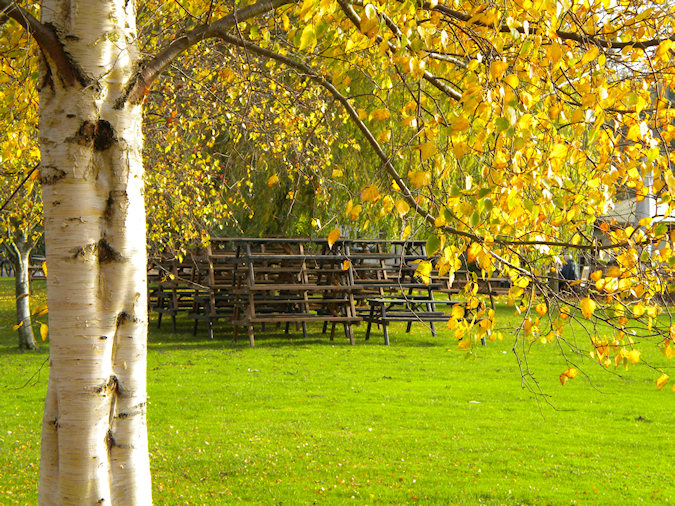Picture of pub beer garden benches piled up, seen from under tree in autumn colours