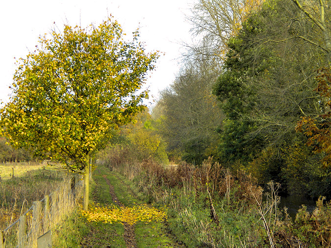 Picture of a single tree next to a grassy path, the fallen yellow leaves providing an interesting contrast