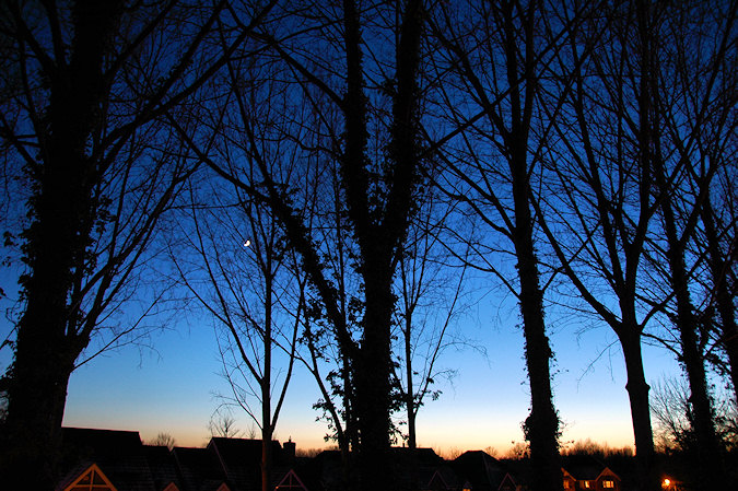 Picture of tree branches against a winter evening sky in the twilight