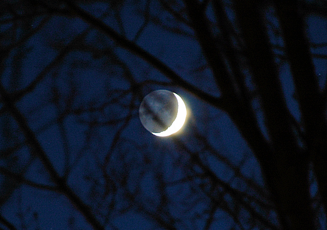 Picture of a crescent moon through the branches of trees