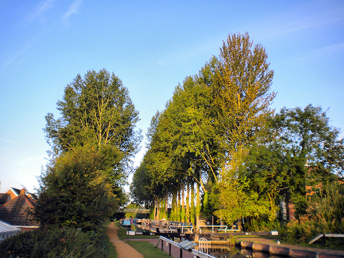Picture of two rows of poplar trees along a canal behind a lock
